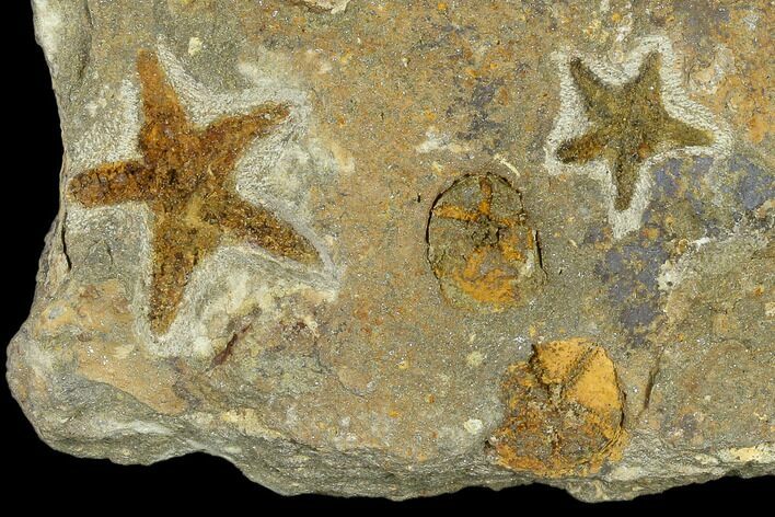 Fossil Starfish (Petraster?) & Edrioasteroids (Spinadiscus) - Morocco #118071